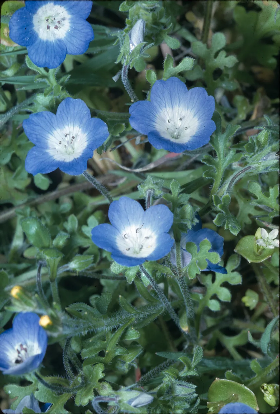 Nemophila menziesii