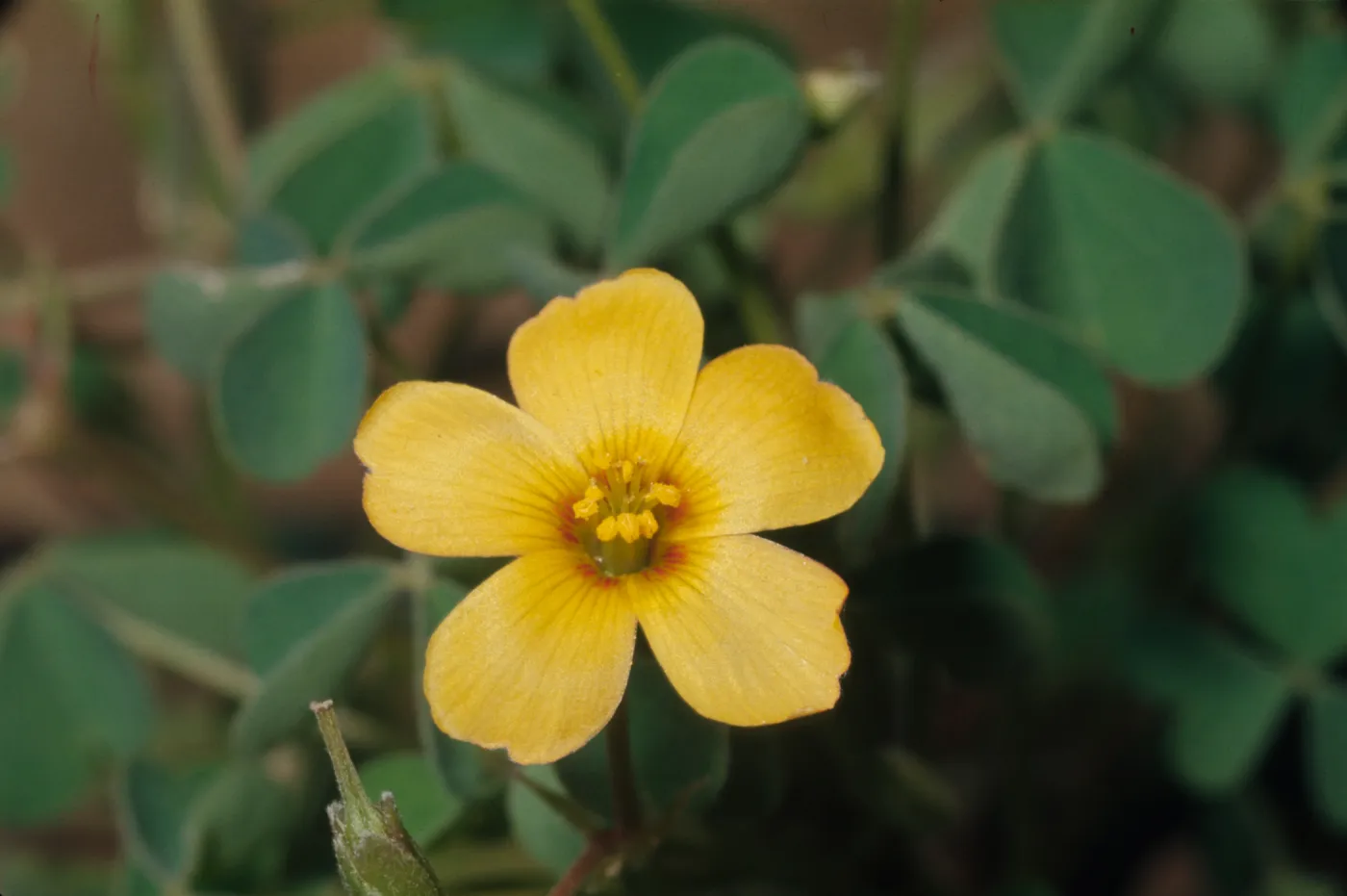 Oxalis californica