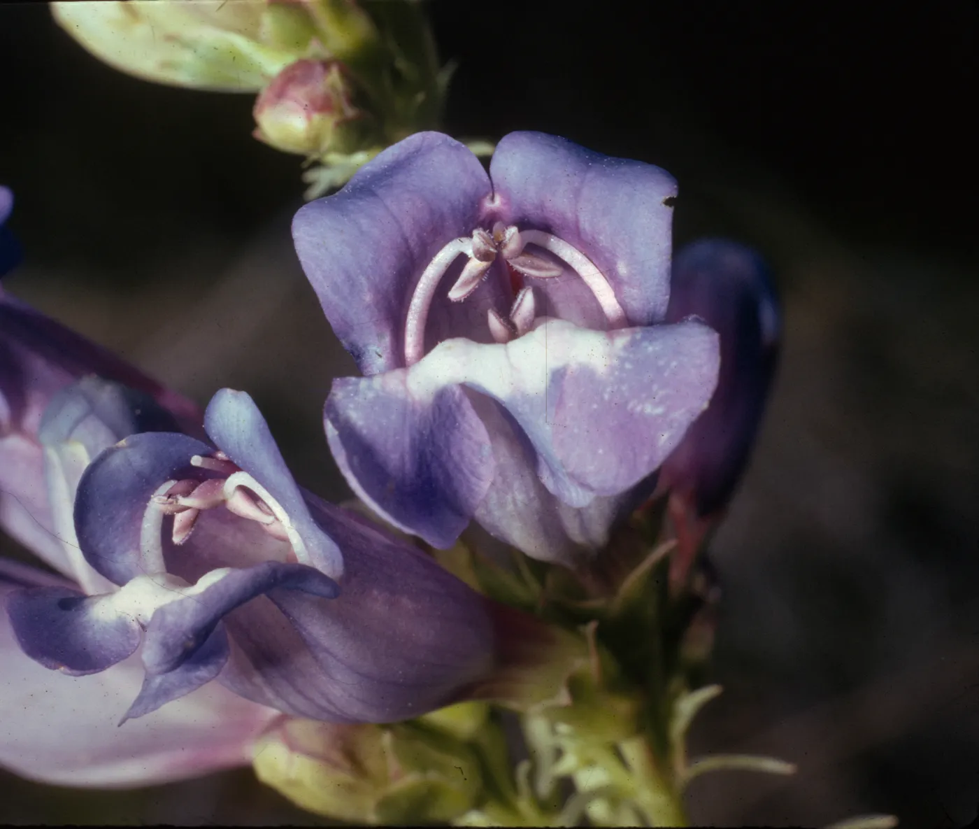 Penstemon gracilentus