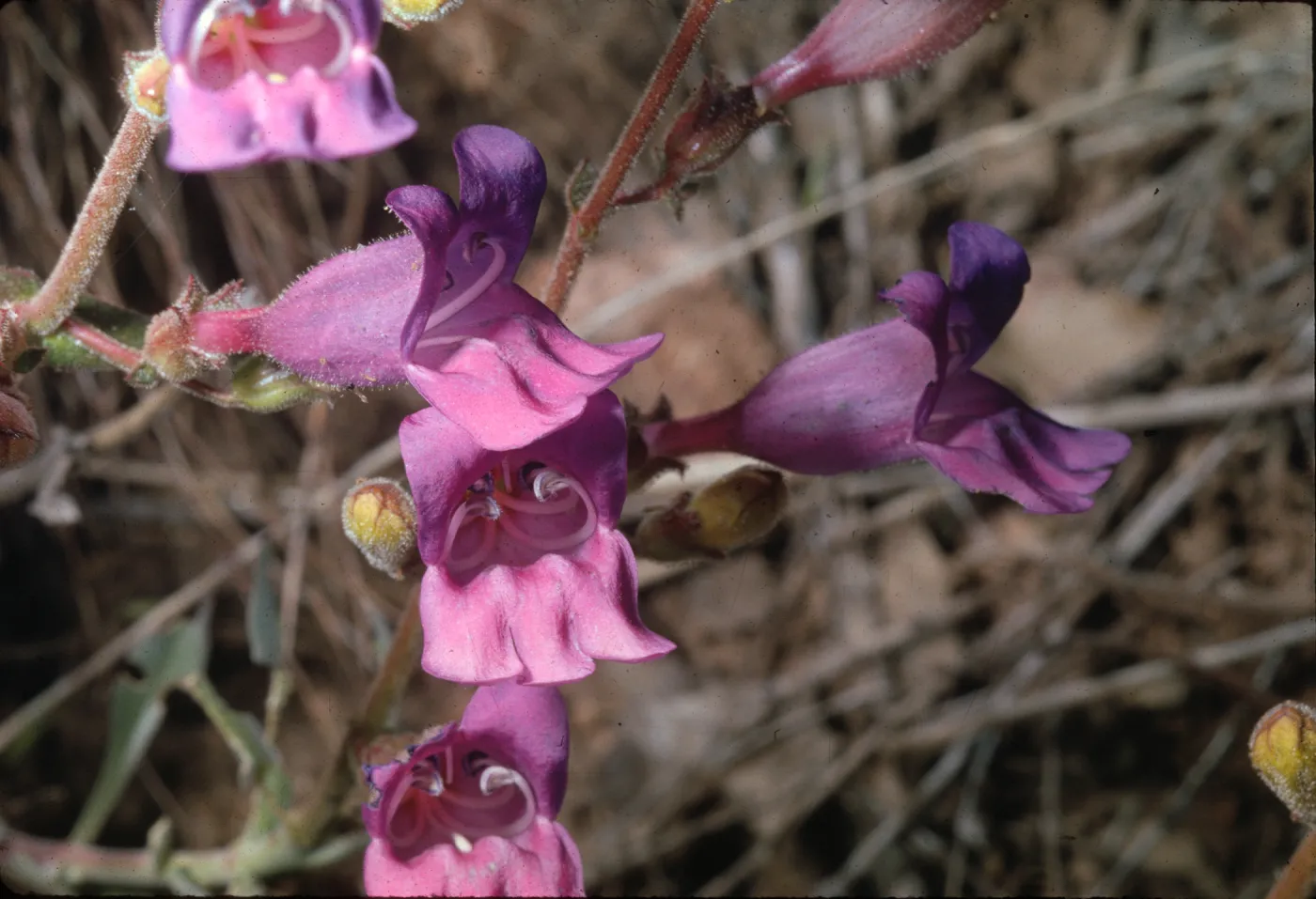 Penstemon laetus