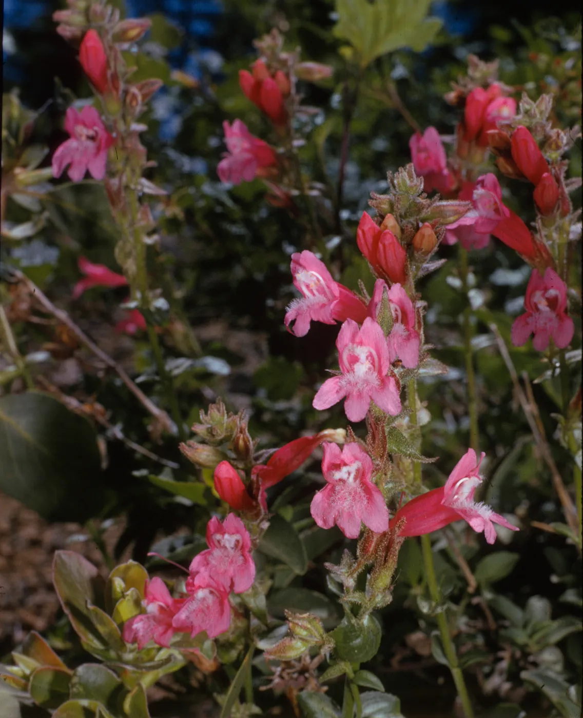 Penstemon newberryi