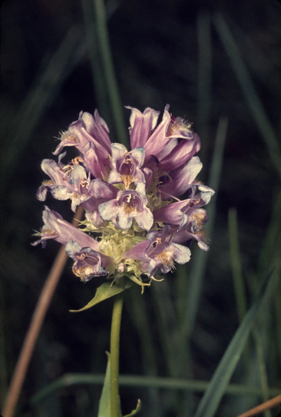Penstemon oreocharis