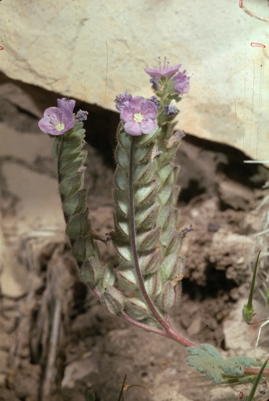 Phacelia ciliata