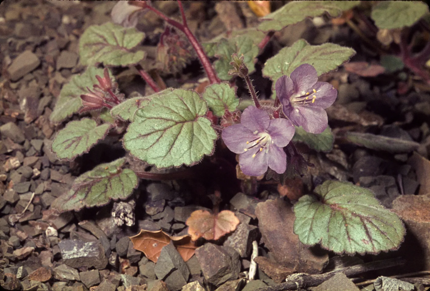 Phacelia longipes