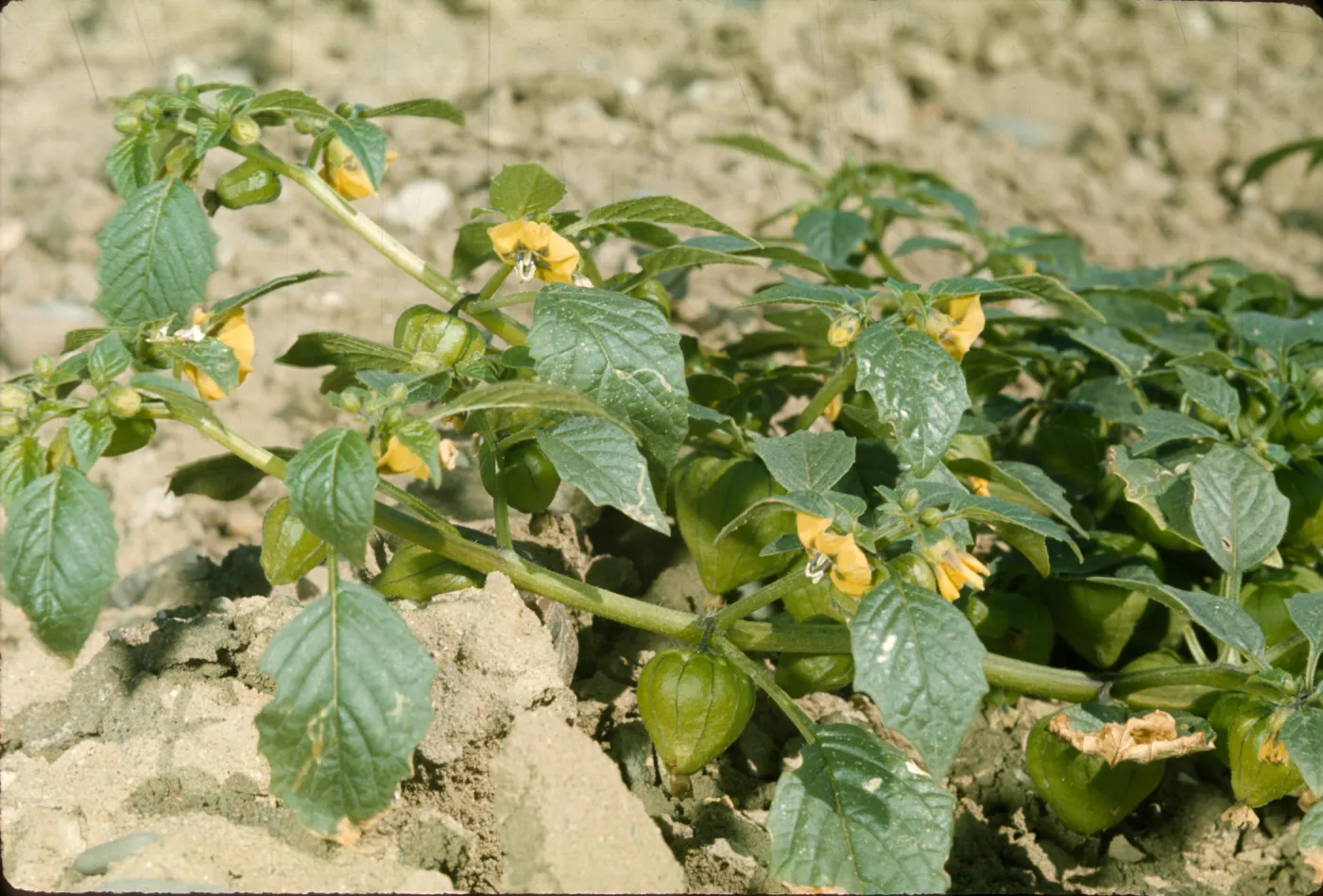Physalis ixocarpa
