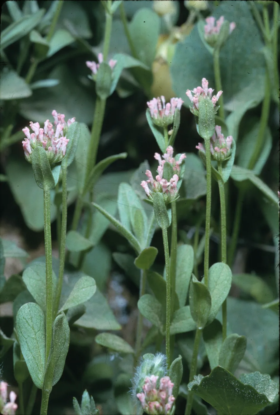 Plectritis ciliosa