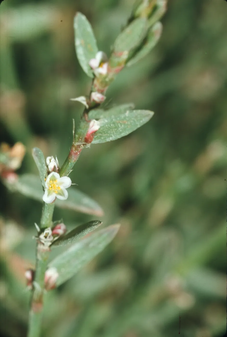 Polygonum aviculare