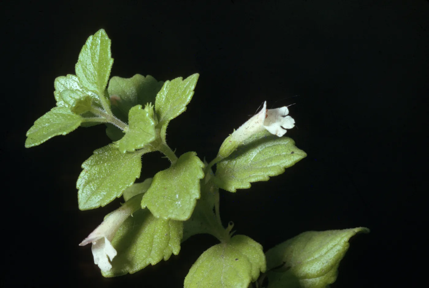 Satureja chamissonis