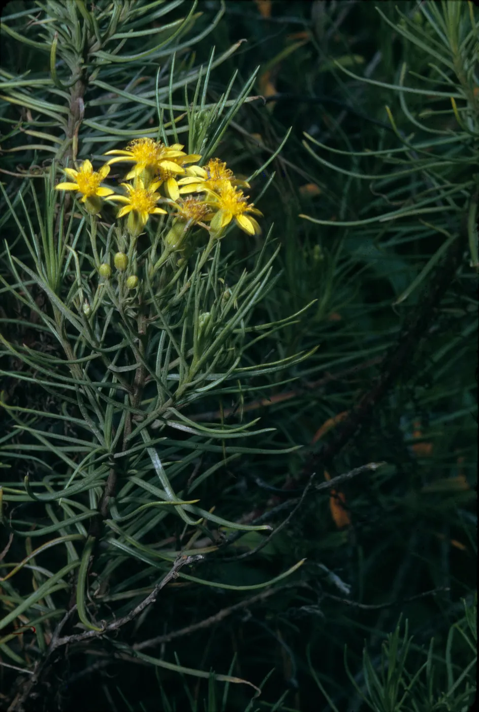 Senecio blochmaniae
