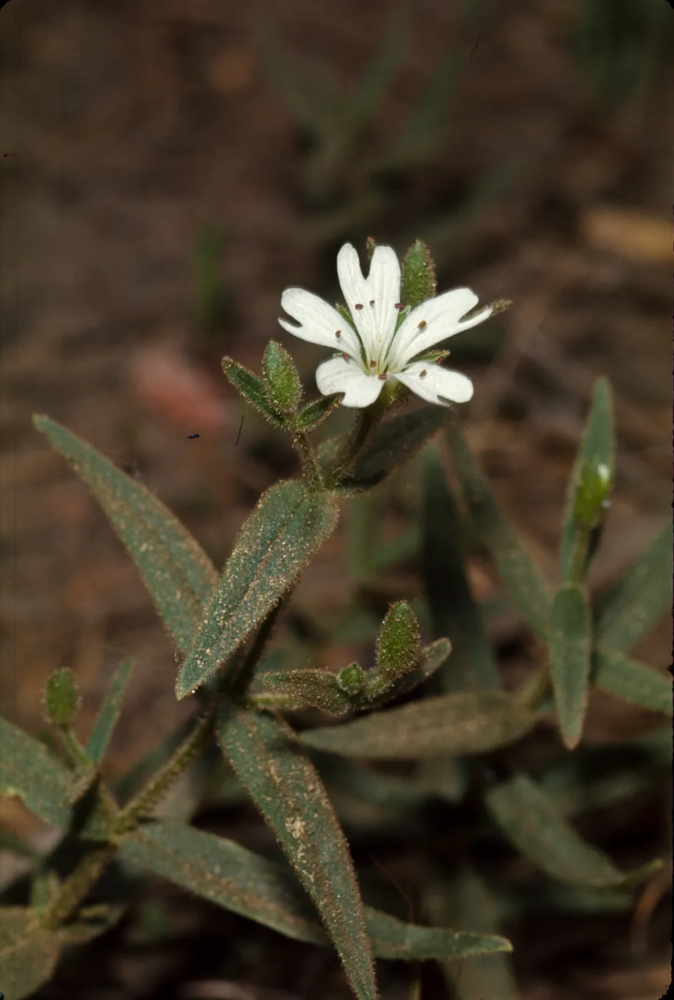 Stellaria jamesiana