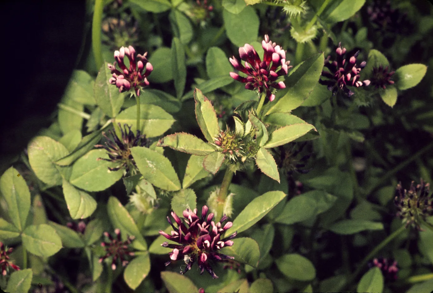 Trifolium variegatum