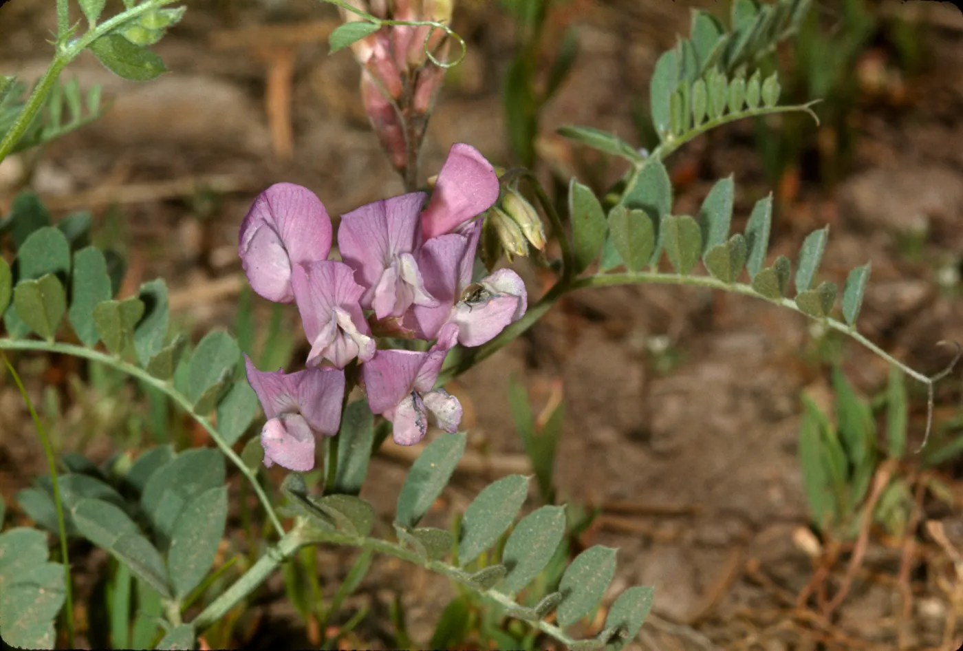 Vicia californica