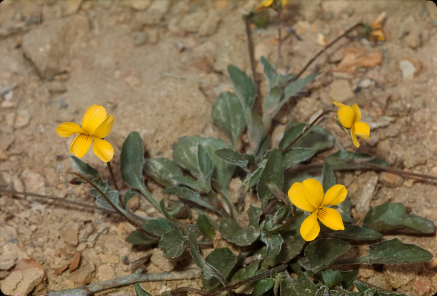 Viola quercetorum