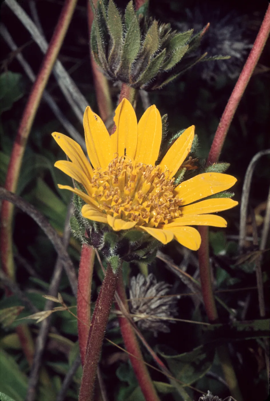 Wyethia angustifolia