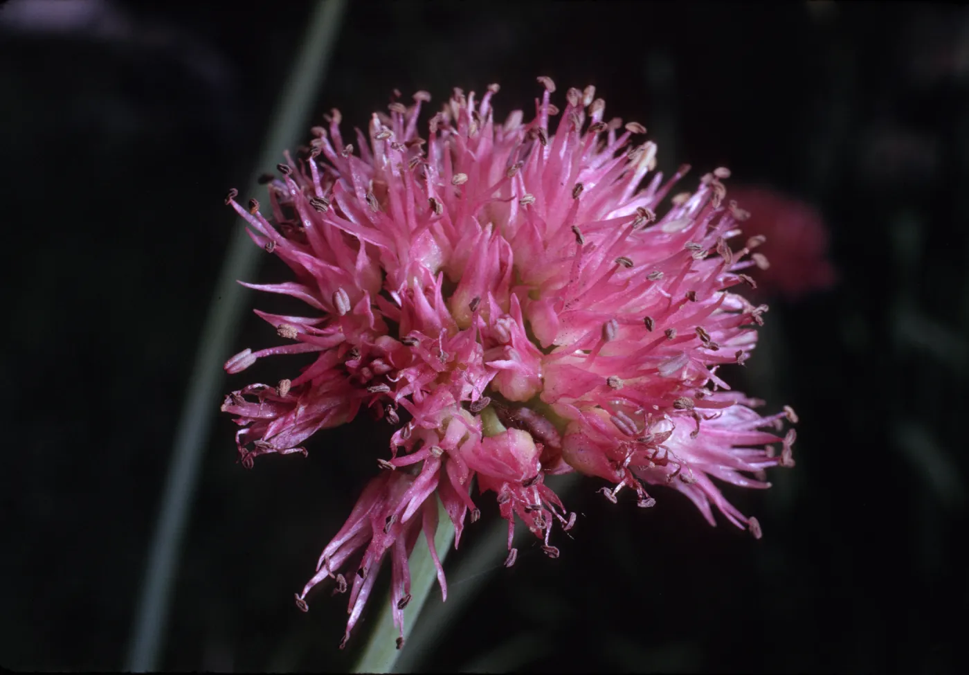 Allium validum