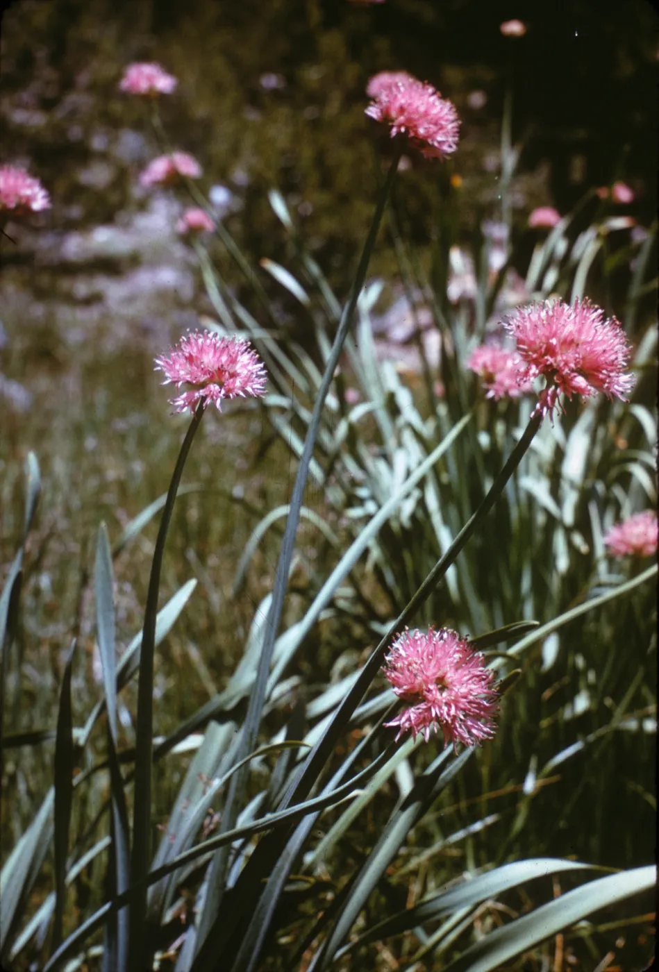 Allium validum