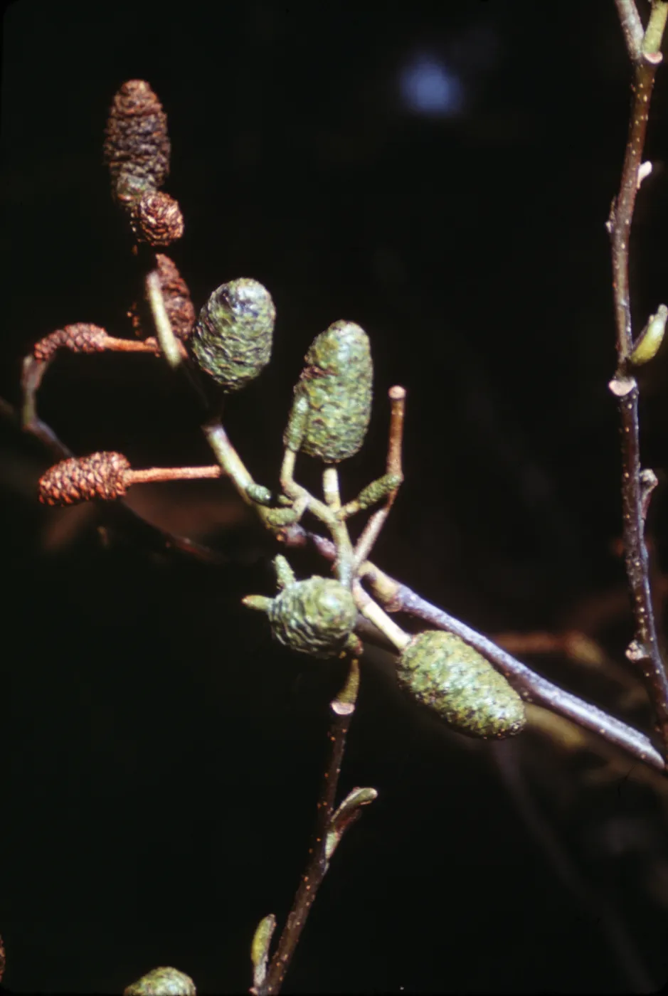 Alnus rhombifolia