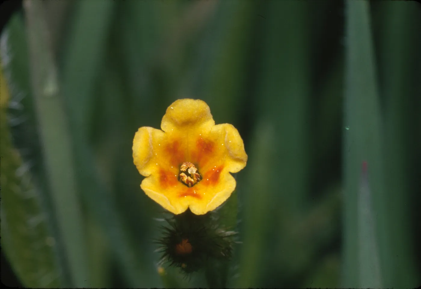 Amsinckia intermedia