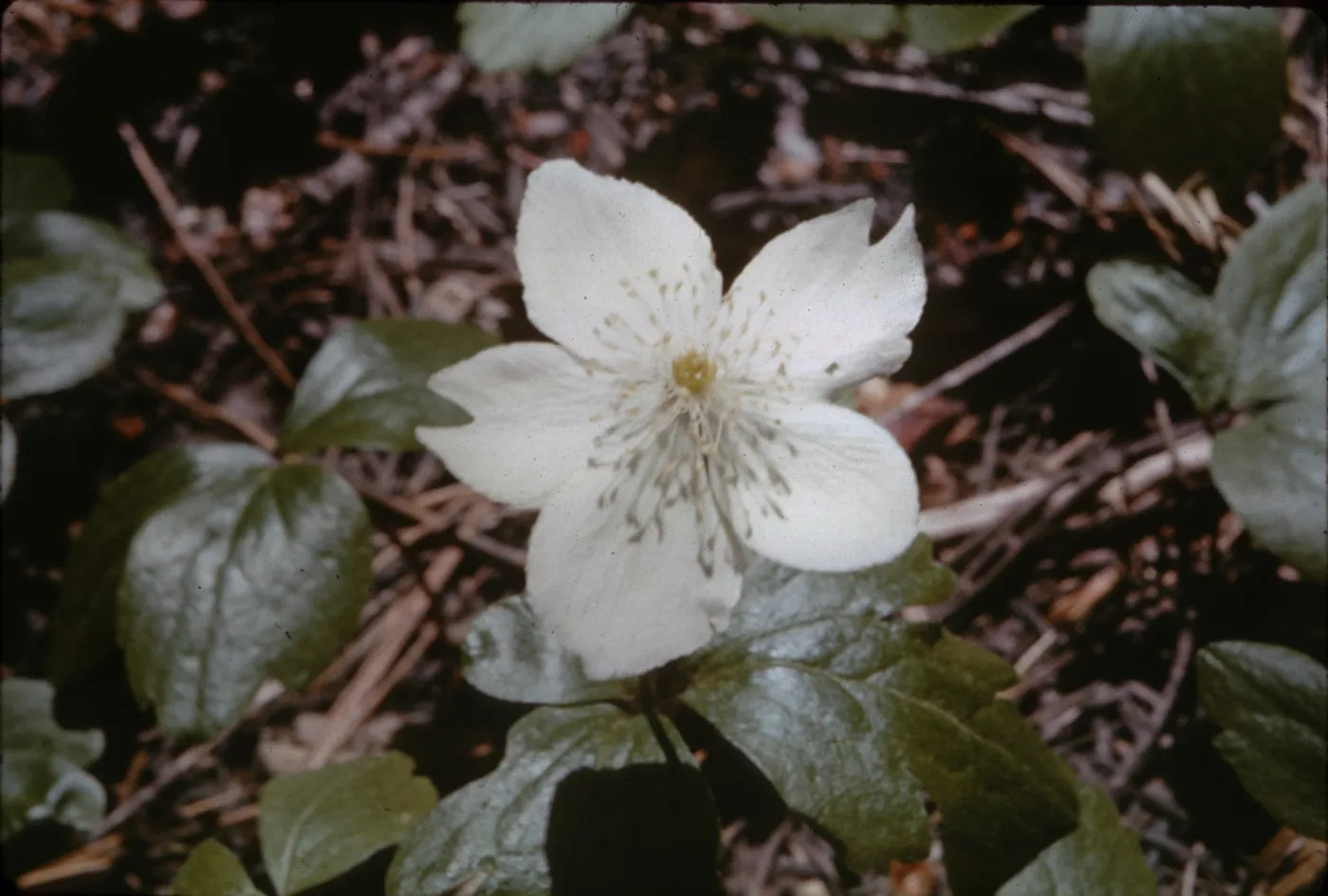 Anemone deltoidea