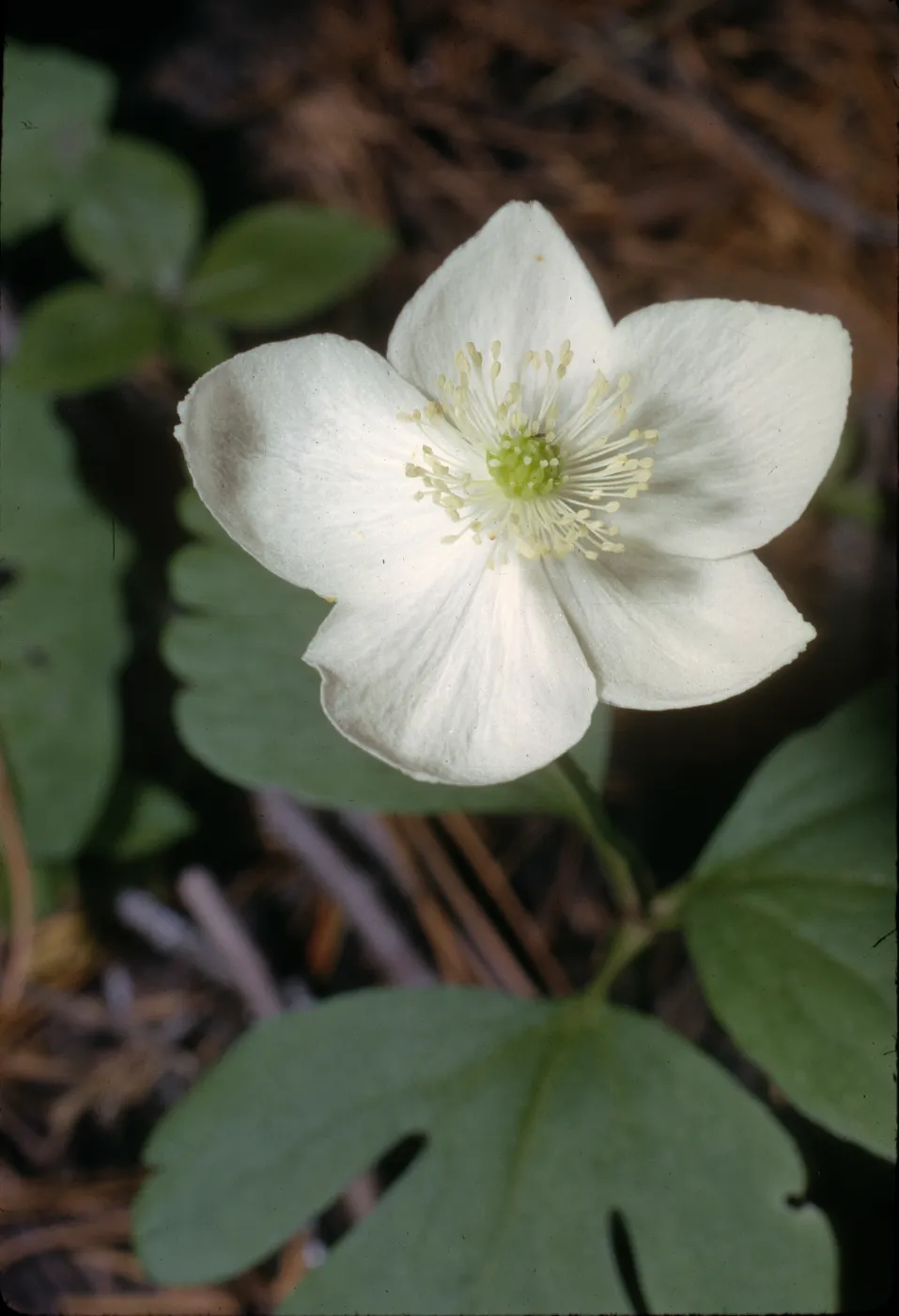 Anemone quinquefolia var. grayi