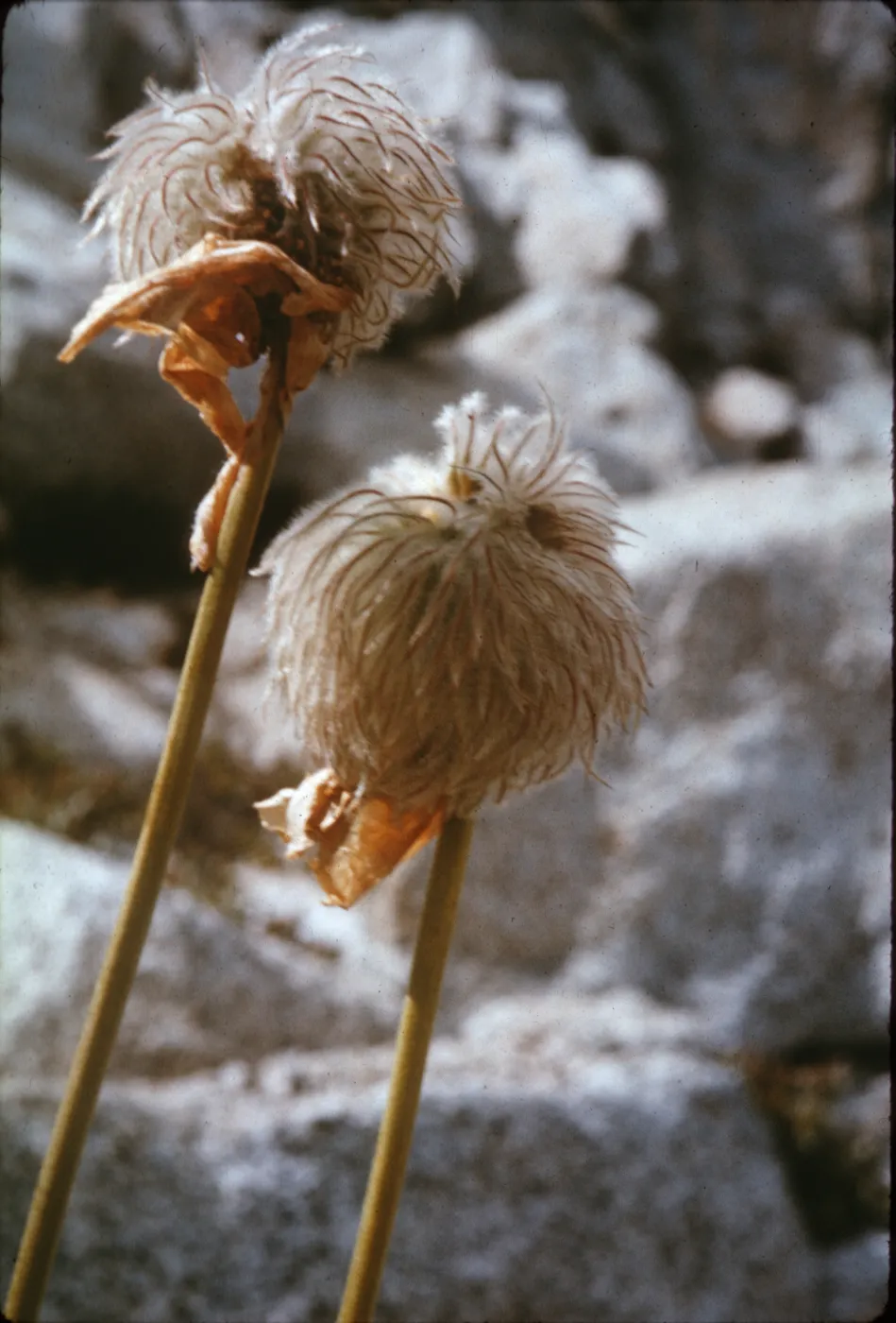 Anemone occidentalis