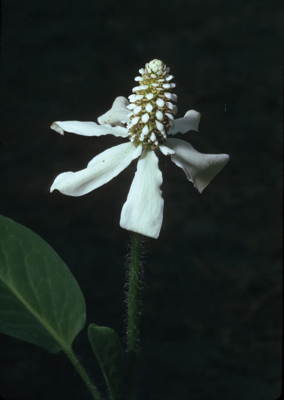 Anemopsis californica