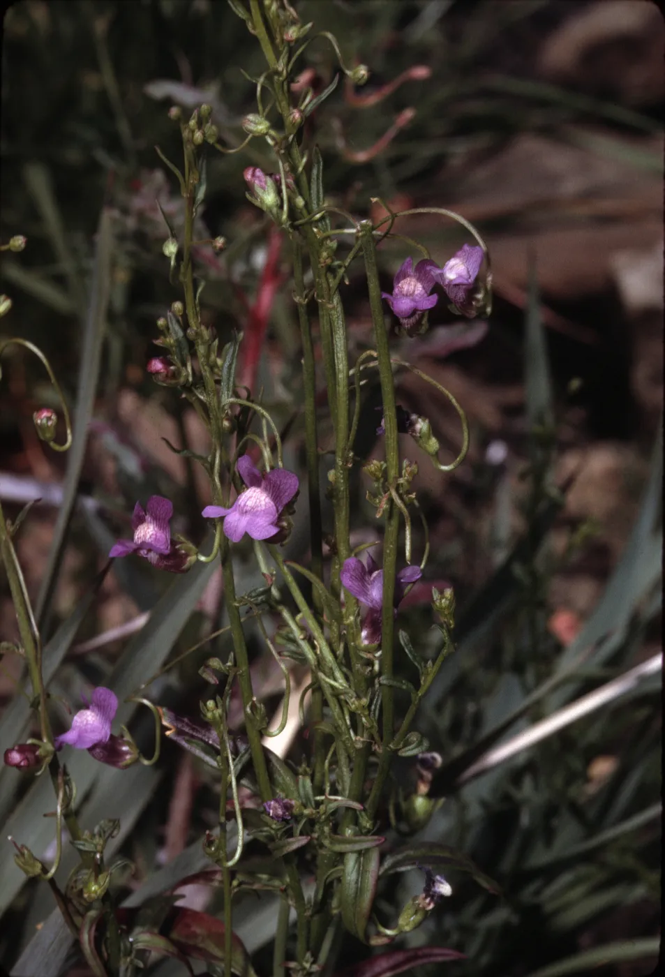 Antirrhinum kelloggii