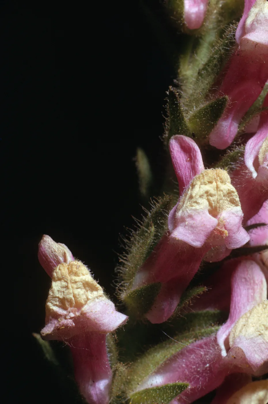 Antirrhinum multiflorum