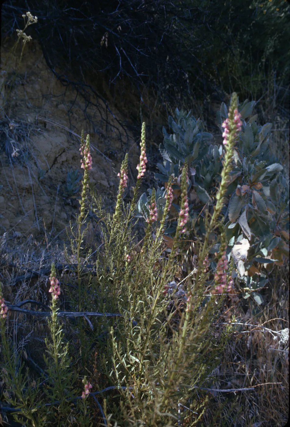 Antirrhinum multiflorum