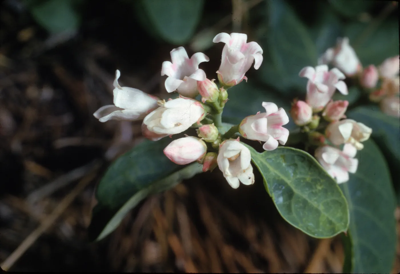 Apocynum pumilum