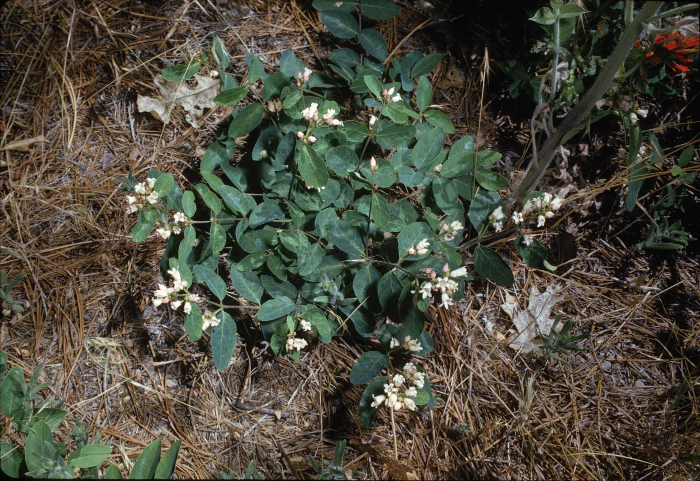 Apocynum pumilum