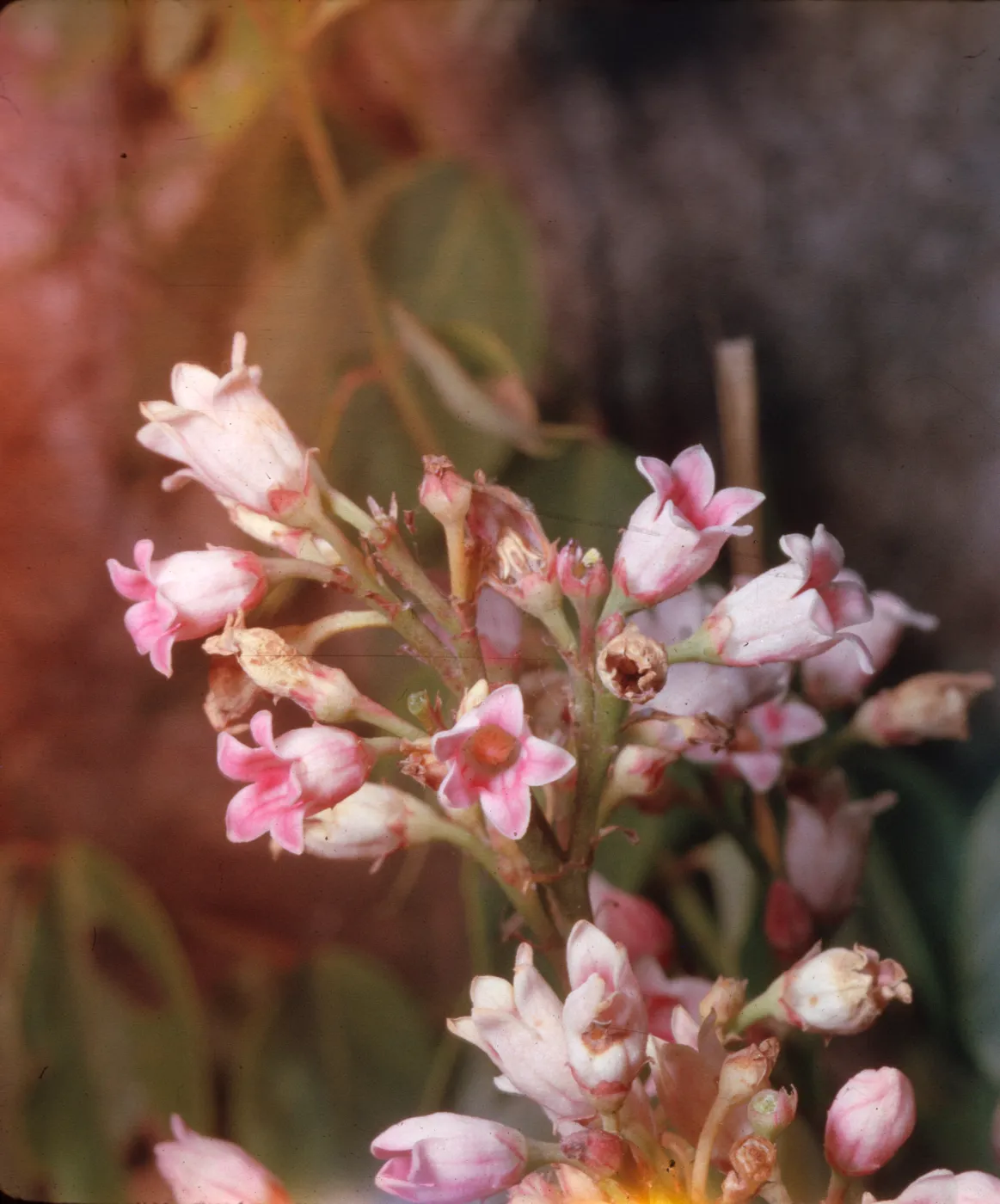 Apocynum pumilum