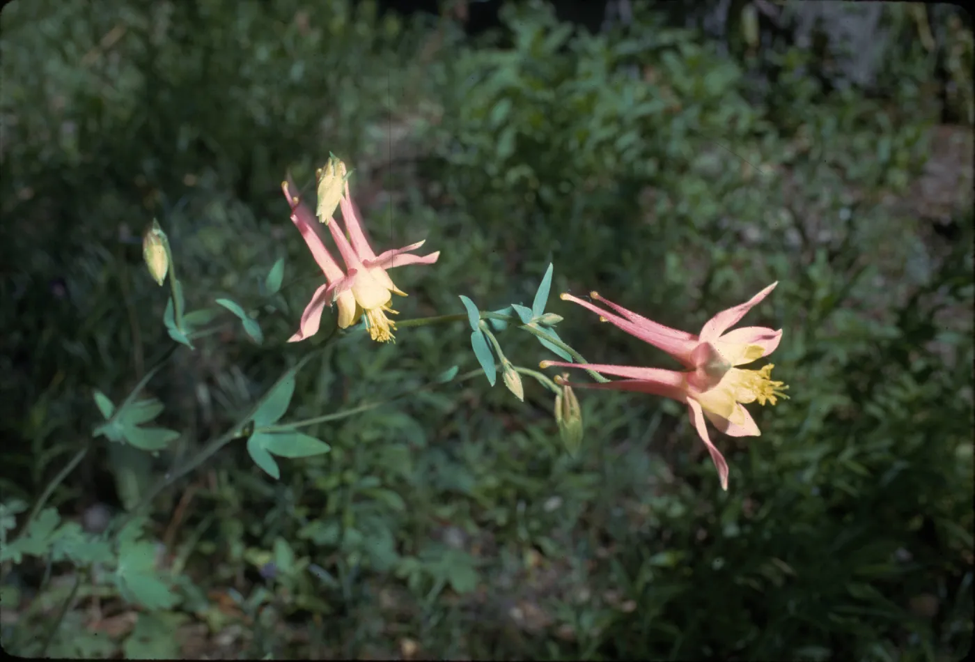Aquilegia formosa