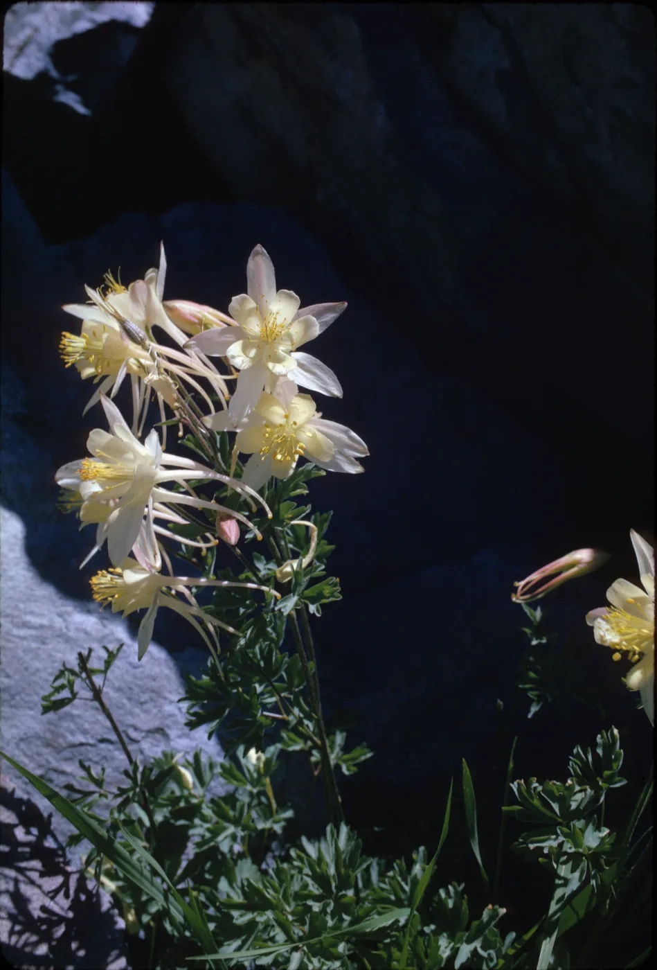 Aquilegia pubescens