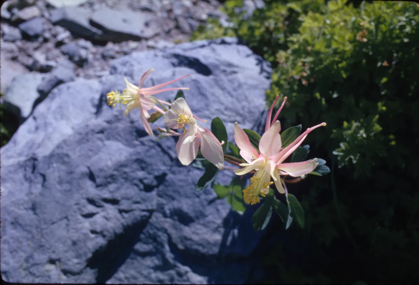 Aquilegia pubescens