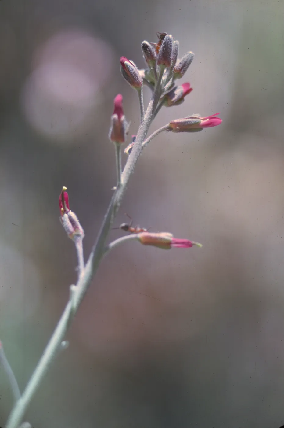 Arabis sparsiflora var. arcuata