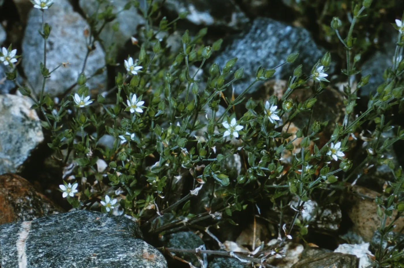 Arenaria nuttallii ssp. gregaria