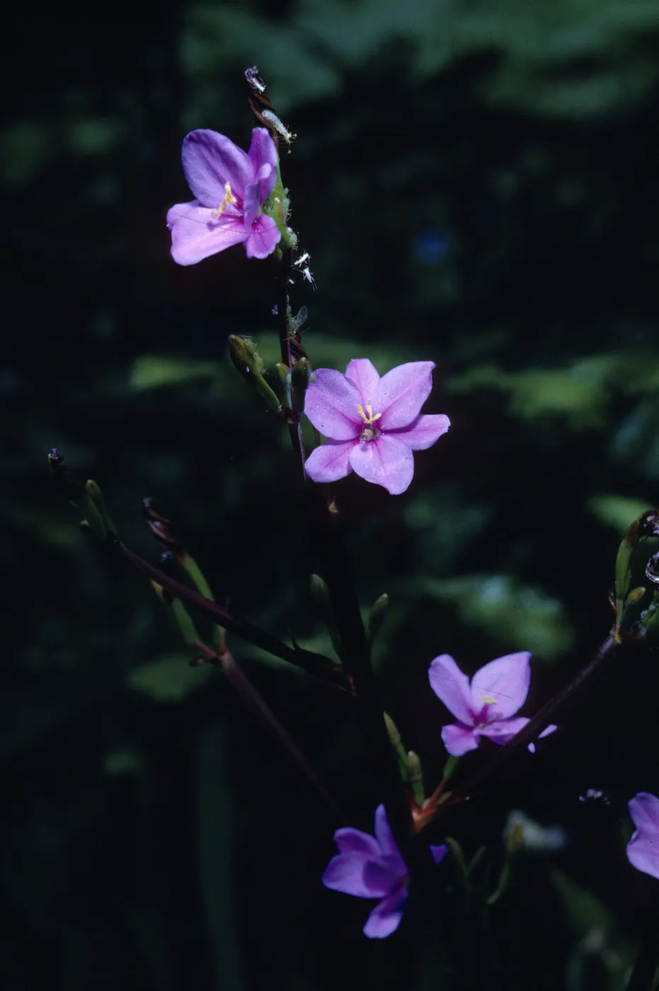 Aristea cyanea an escape