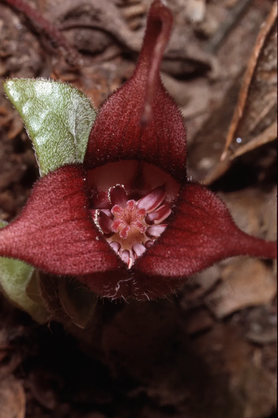Asarum caudatum