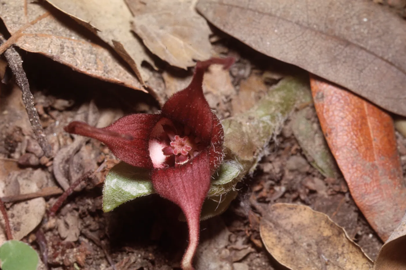 Asarum caudatum