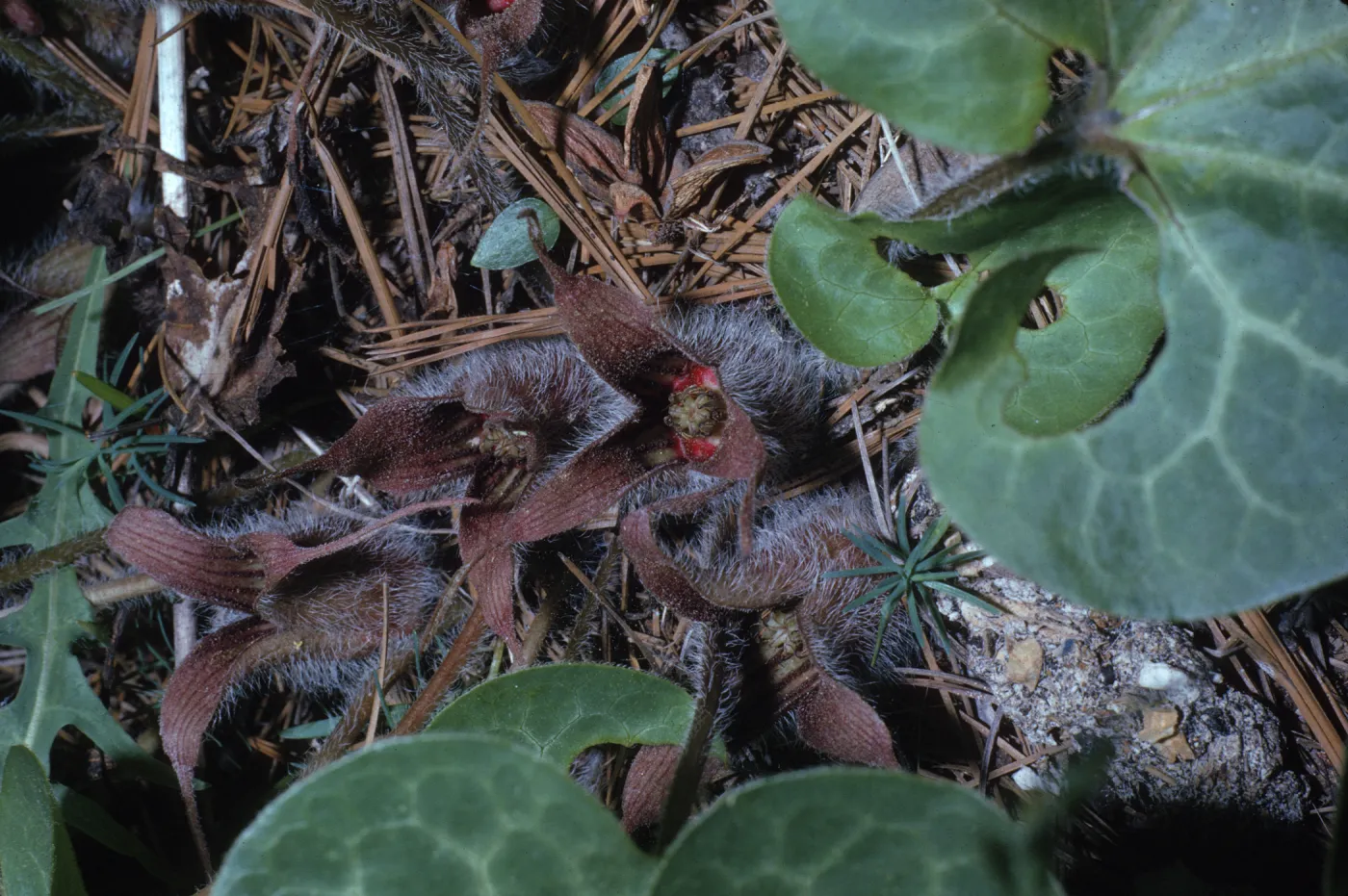 Asarum hartwegii