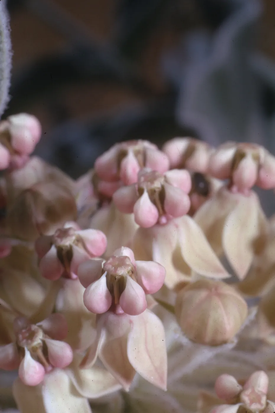 Asclepias eriocarpa