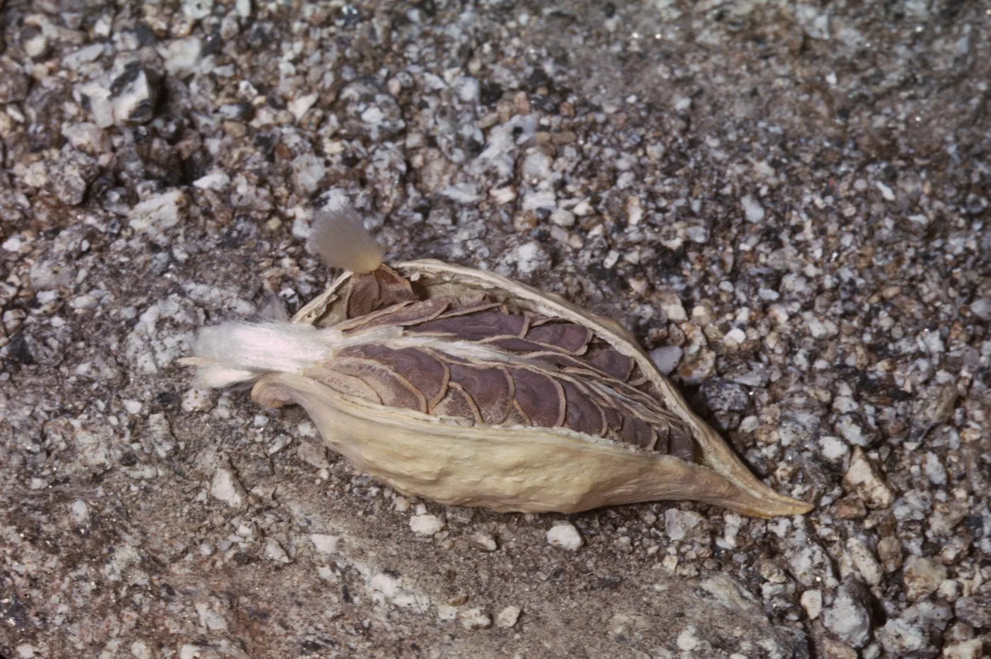Asclepias erosa
