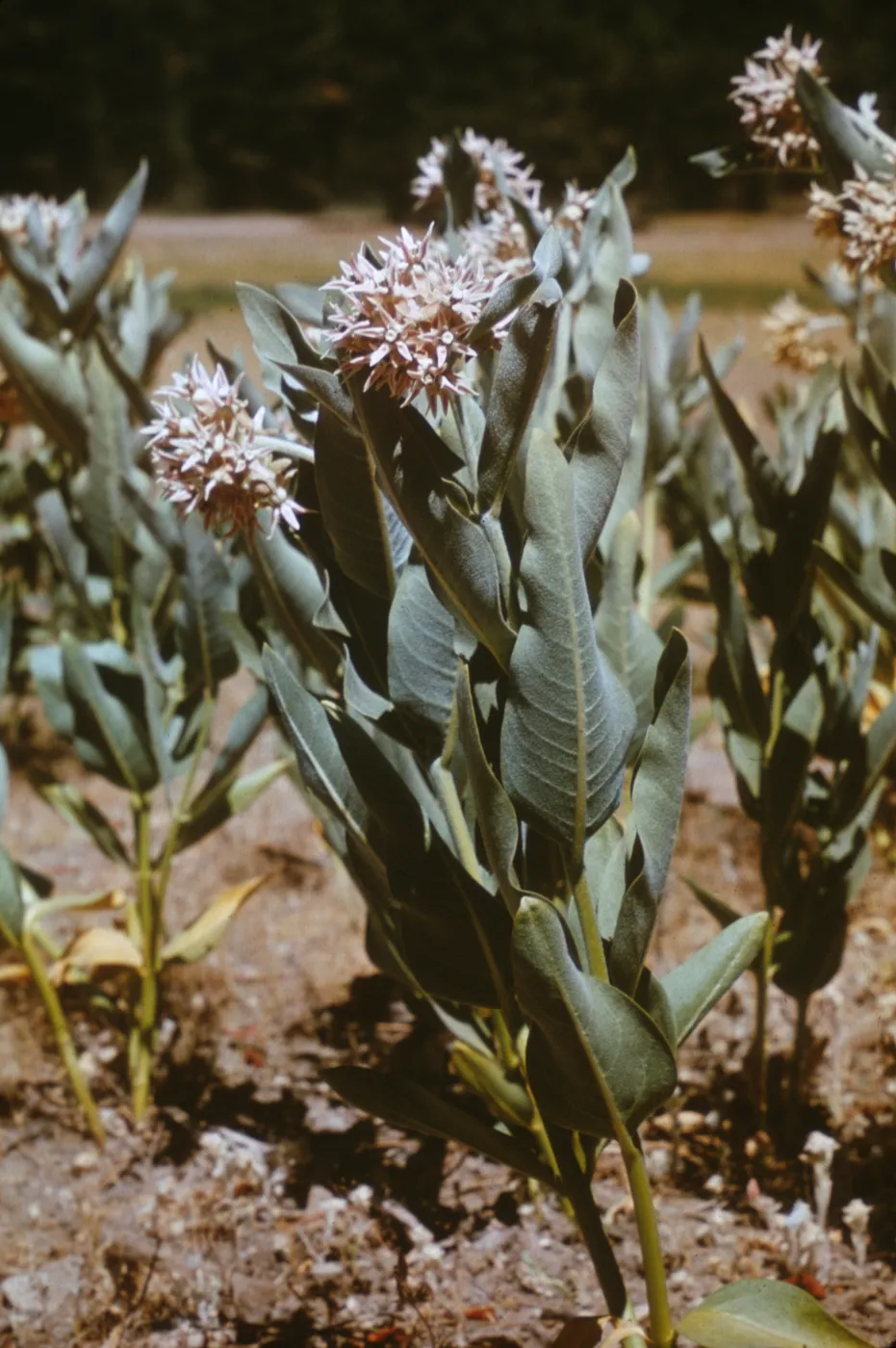 Asclepias speciosa