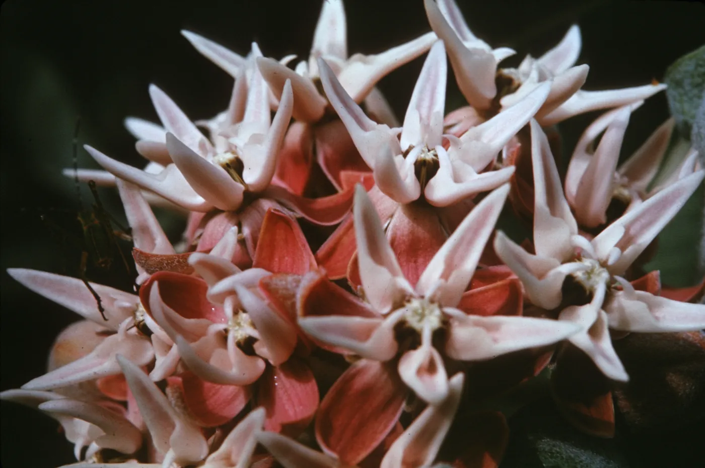 Asclepias speciosa