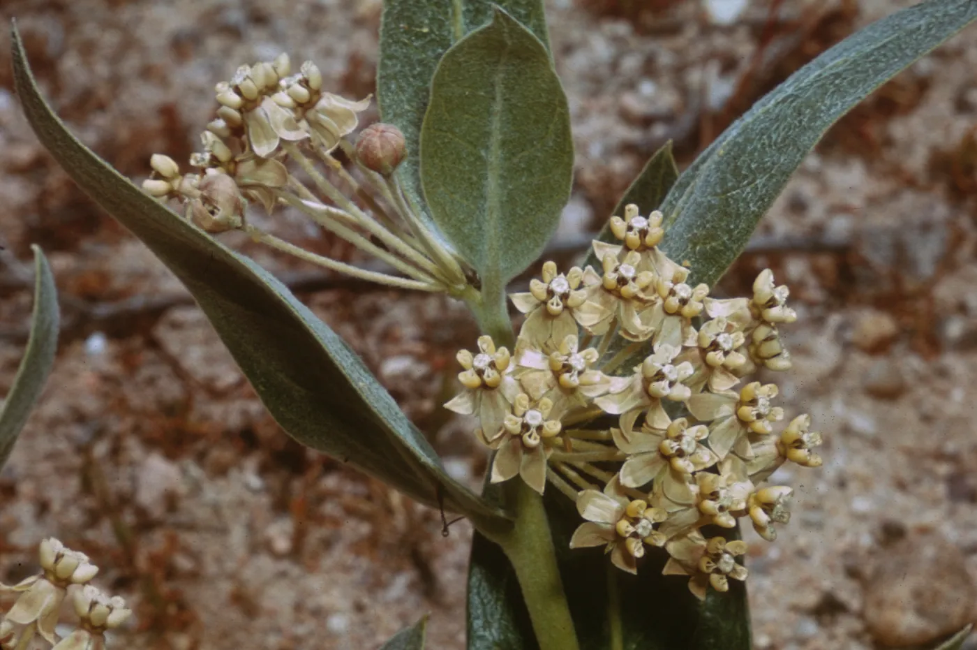 Asclepias vestita