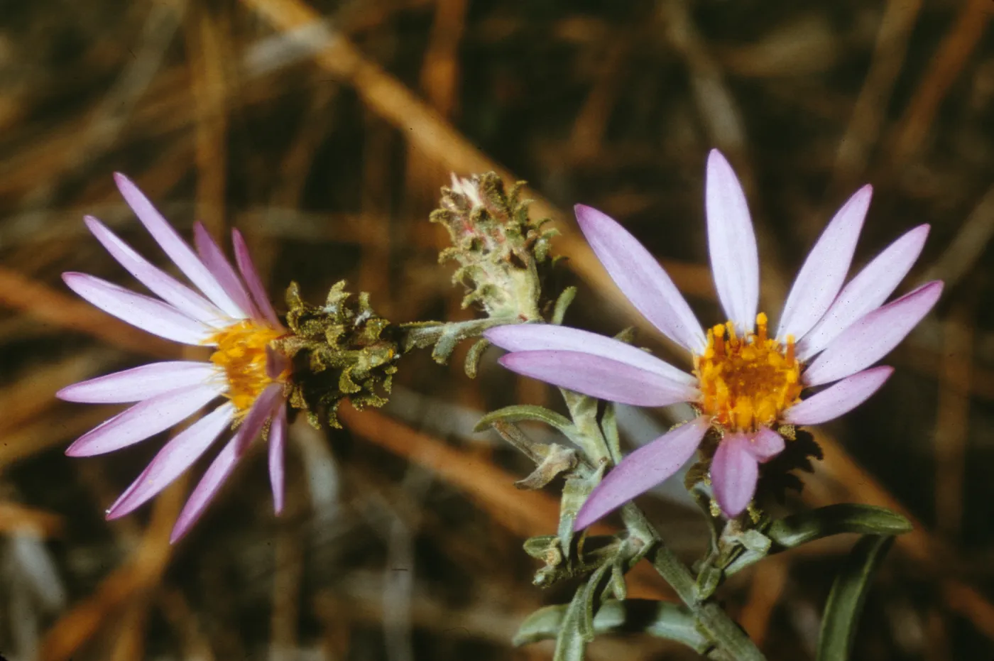 Aster adscendens