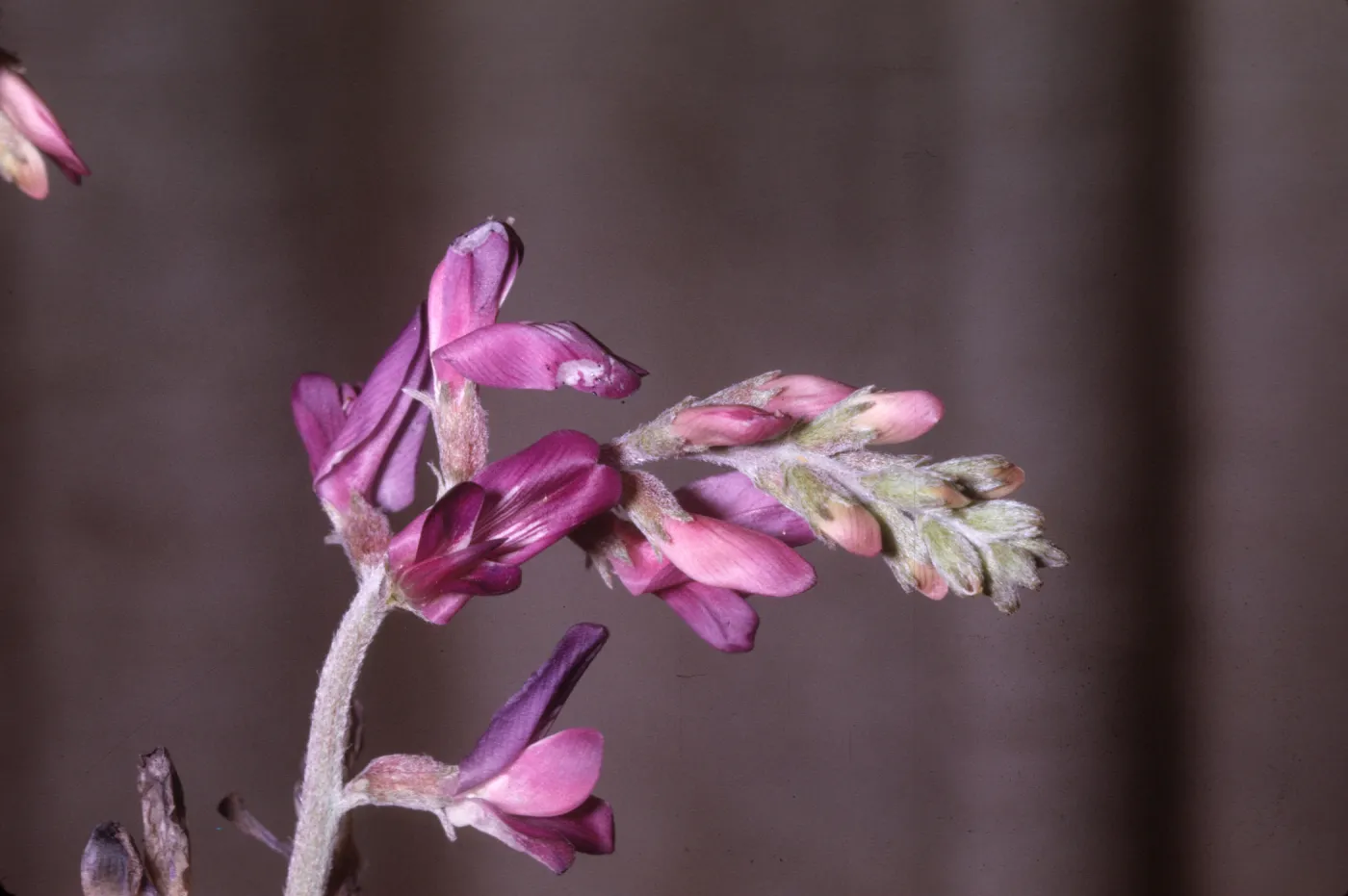 Astragalus crotalariae