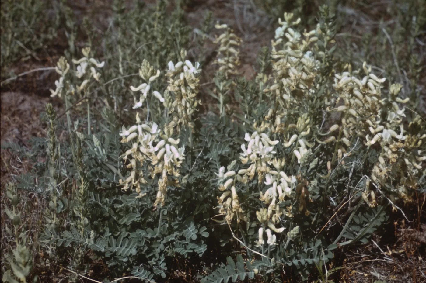 Astragalus gibbsii