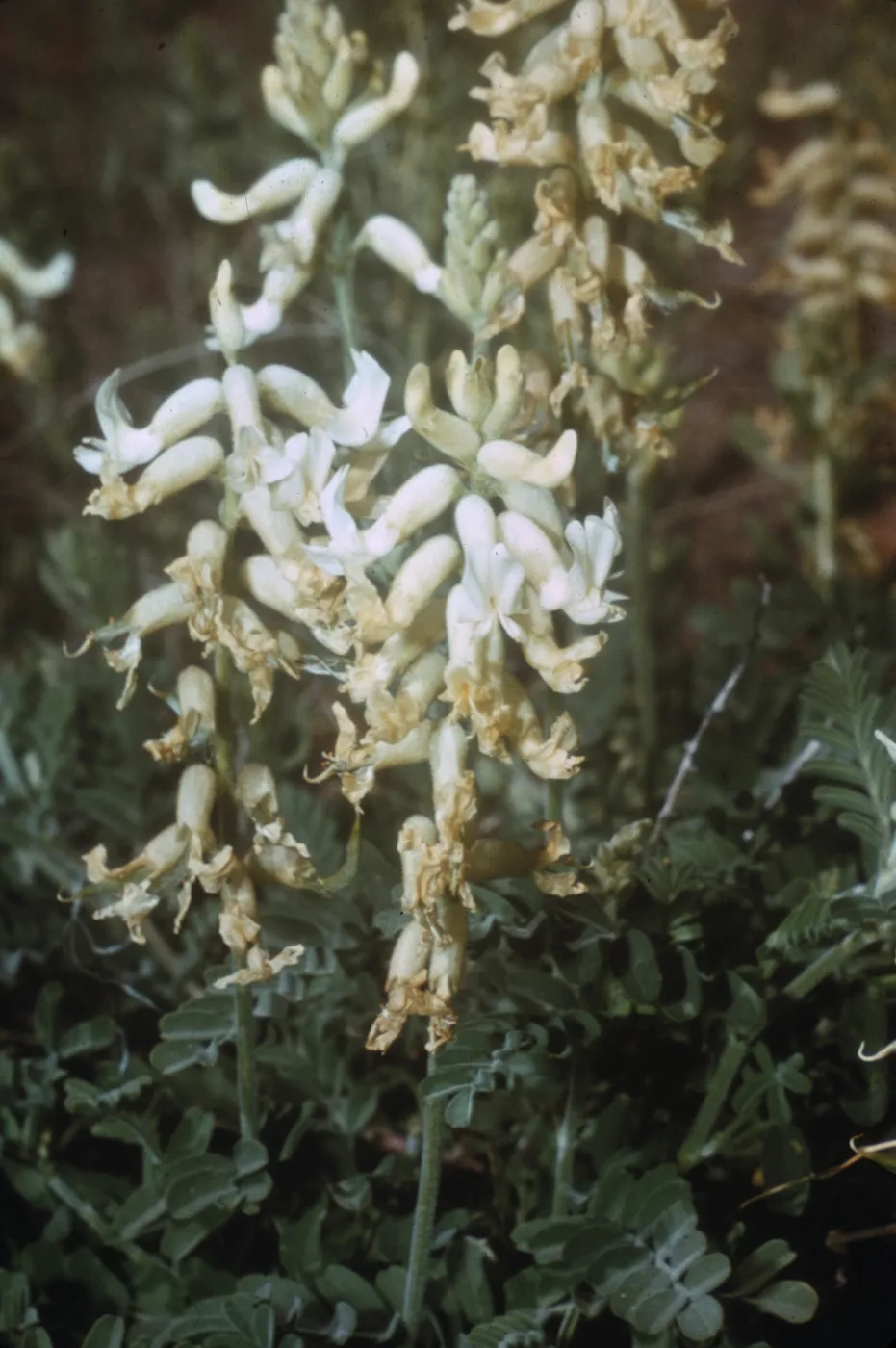 Astragalus gibbsii